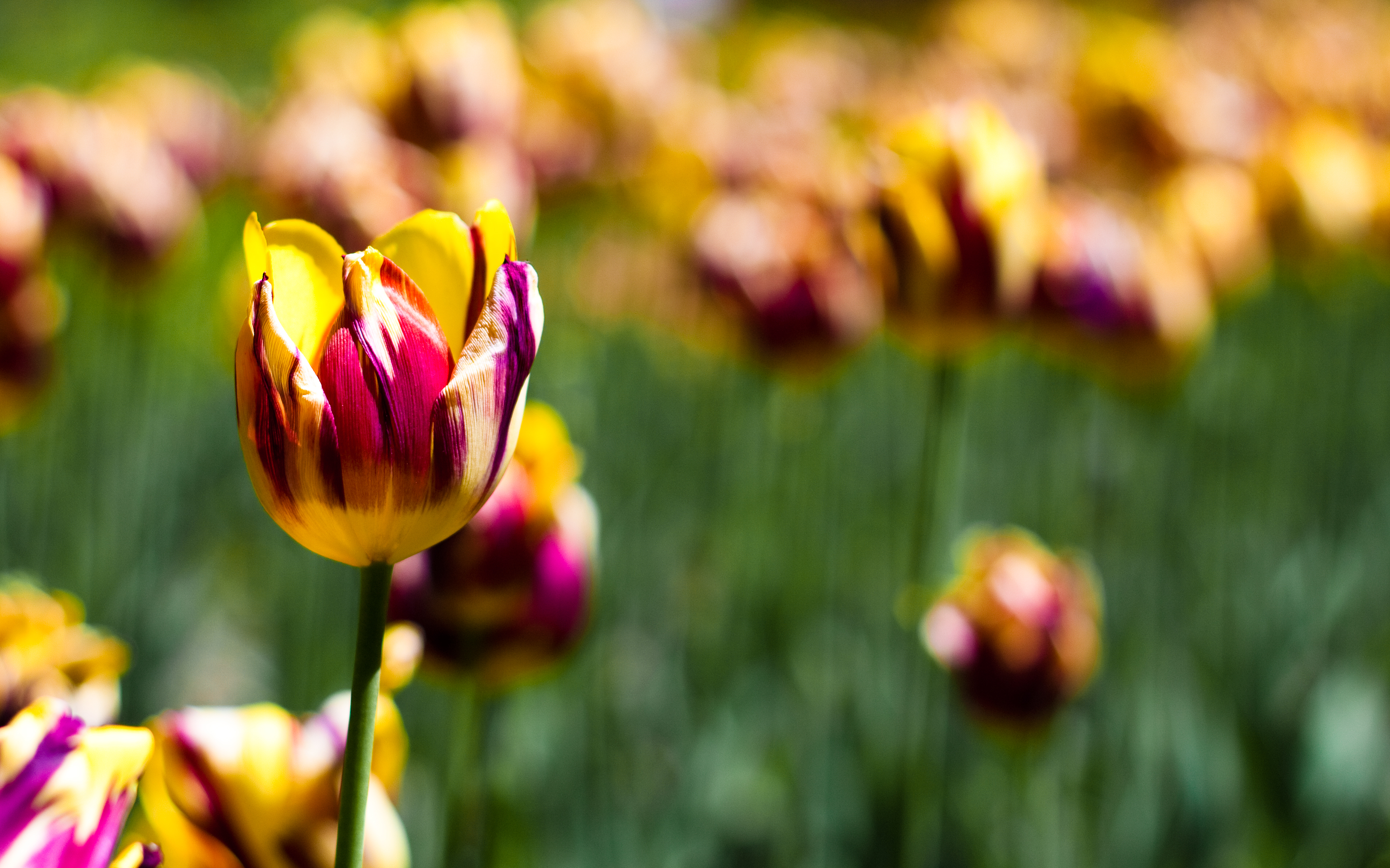 Botanical Garden Tulips219058177